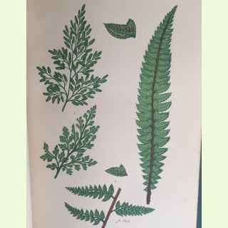 British Ferns,  Their Classification, Structure and Functions.